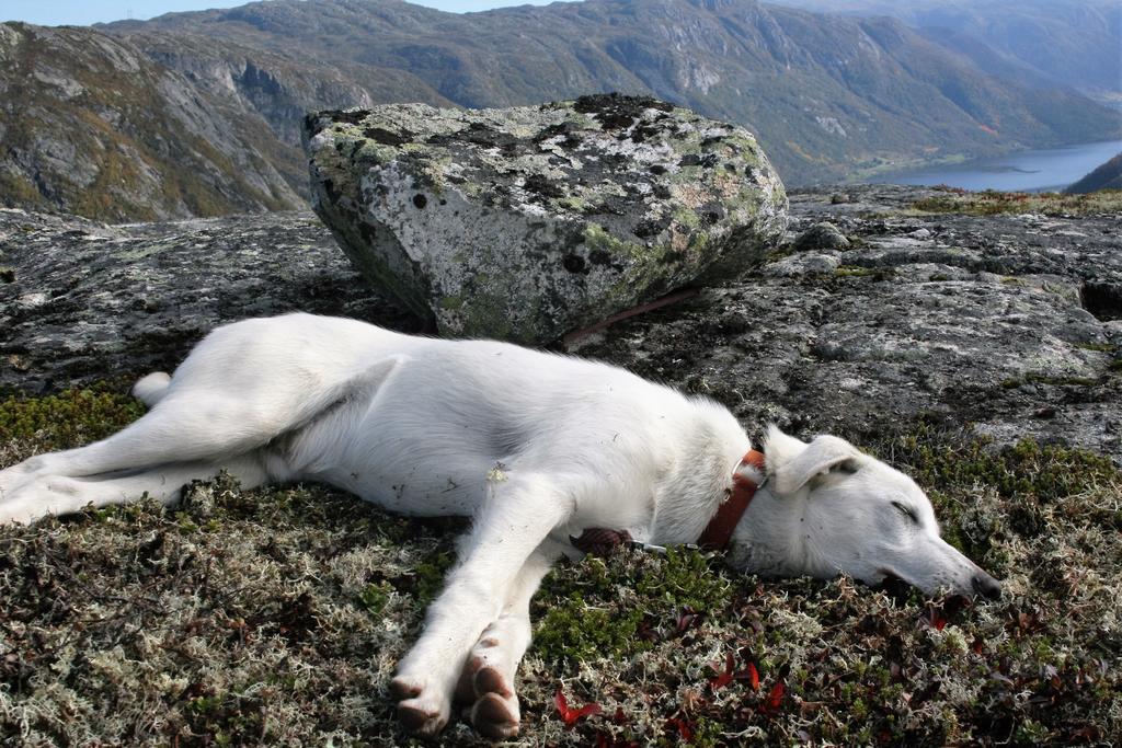 Haukeli Husky Fjellgard Villa Exterior photo